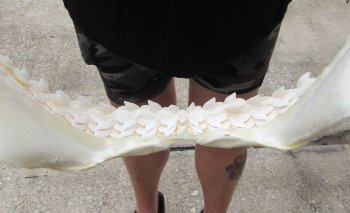 Tiger Shark Jaw 17 inch wide - $325 each (Signature Required)