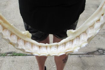 Real Tiger Shark Jaw 17-1/2 inches wide $350 (Signature Required)