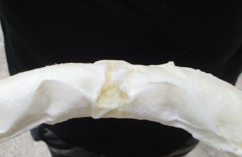 Real Tiger Shark Jaw 17-1/2 inches wide $350 (Signature Required)