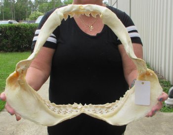Real Tiger Shark Jaw 18 inches wide $425 (Signature Required)