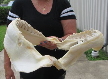 Real Tiger Shark Jaw 18 inches wide $425 (Signature Required)