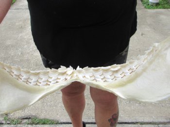 Real Tiger Shark Jaw 18 inches wide $425 (Signature Required)