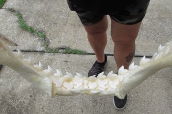 Real Tiger Shark Jaw 18 inches wide $425 (Signature Required)