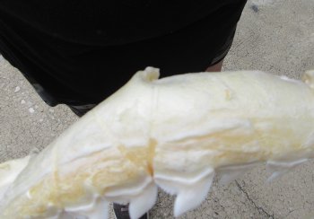 Real Tiger Shark Jaw 18 inches wide $425 (Signature Required)