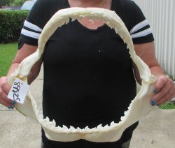 Real Tiger Shark Ja...
