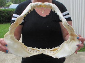 Tiger Shark Jaw 17 inch wide - $325 each (Signature Required)