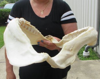 Real Tiger Shark Jaw 17-1/2 inches wide $350 (Signature Required)