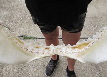 Real Tiger Shark Jaw 17-1/2 inches wide $350 (Signature Required)