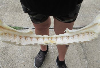 Real Tiger Shark Jaw 17-1/2 inches wide $350 (Signature Required)
