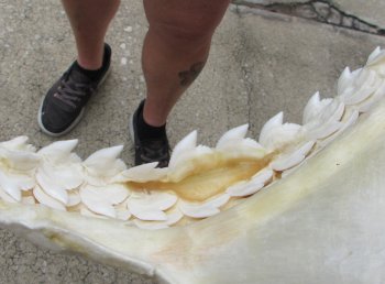 Real Tiger Shark Jaw 17-1/2 inches wide $350 (Signature Required)