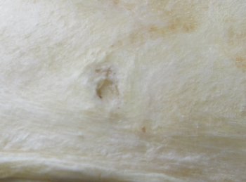 Real Tiger Shark Jaw 17-1/2 inches wide $350 (Signature Required)