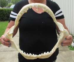 Real Tiger Shark Ja...