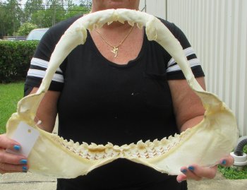 Real Tiger Shark Jaw 17 inches wide $350 (Signature Required)