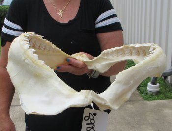 Real Tiger Shark Jaw 17 inches wide $350 (Signature Required)