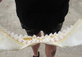 Real Tiger Shark Jaw 17 inches wide $350 (Signature Required)