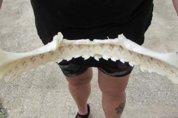 Real Tiger Shark Jaw 17 inches wide $350 (Signature Required)