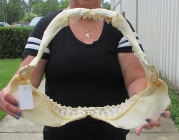 Buy Now Tiger Shark Jaw 19 inches wide $475 (Signature Required)<font color=red> (NO POST OFFICE (USPS) SHIPPING!!!)</font>