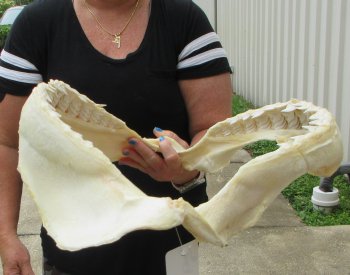 Buy Now Tiger Shark Jaw 19 inches wide $475 (Signature Required)<font color=red> (NO POST OFFICE (USPS) SHIPPING!!!)</font>