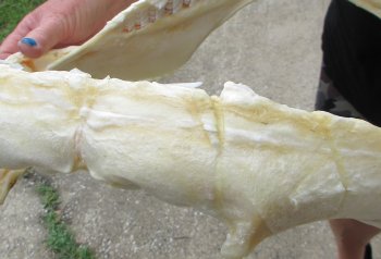 Buy Now Tiger Shark Jaw 19 inches wide $475 (Signature Required)<font color=red> (NO POST OFFICE (USPS) SHIPPING!!!)</font>