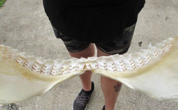 Buy Now Tiger Shark Jaw 19 inches wide $475 (Signature Required)<font color=red> (NO POST OFFICE (USPS) SHIPPING!!!)</font>