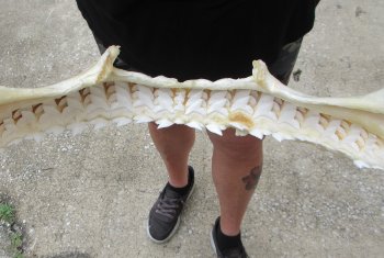 Buy Now Tiger Shark Jaw 19 inches wide $475 (Signature Required)<font color=red> (NO POST OFFICE (USPS) SHIPPING!!!)</font>