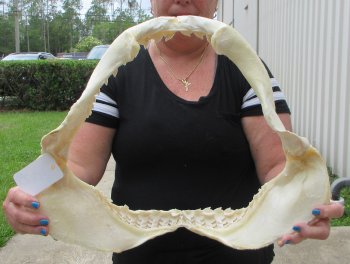 Buy Now Tiger Shark Jaw 18 inches wide $425 (Signature Required)<font color=red> (NO POST OFFICE (USPS) SHIPPING!!!)</font>