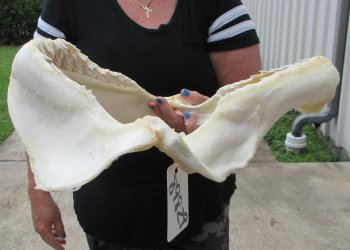 Buy Now Tiger Shark Jaw 18 inches wide $425 (Signature Required)<font color=red> (NO POST OFFICE (USPS) SHIPPING!!!)</font>