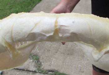 Buy Now Tiger Shark Jaw 18 inches wide $425 (Signature Required)<font color=red> (NO POST OFFICE (USPS) SHIPPING!!!)</font>