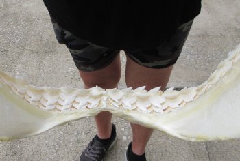 Buy Now Tiger Shark Jaw 18 inches wide $425 (Signature Required)<font color=red> (NO POST OFFICE (USPS) SHIPPING!!!)</font>