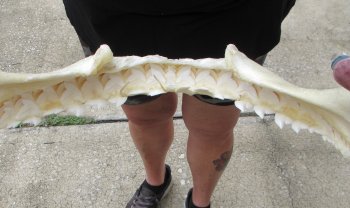 Buy Now Tiger Shark Jaw 18 inches wide $425 (Signature Required)<font color=red> (NO POST OFFICE (USPS) SHIPPING!!!)</font>
