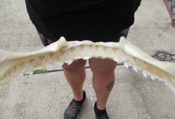Buy Now Tiger Shark Jaw 18 inches wide $425 (Signature Required)<font color=red> (NO POST OFFICE (USPS) SHIPPING!!!)</font>