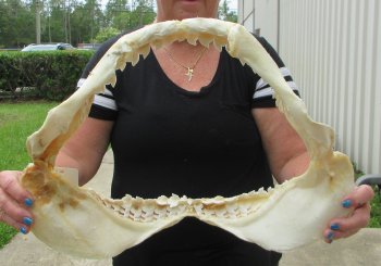 Real Tiger Shark Jaw 18-3/4 inches wide $425 (Signature Required)