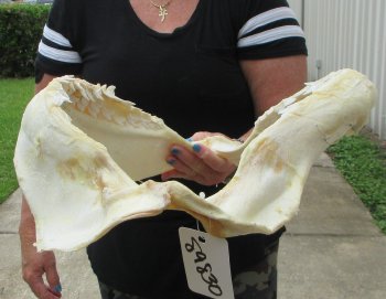 Real Tiger Shark Jaw 18-3/4 inches wide $425 (Signature Required)
