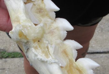 Real Tiger Shark Jaw 18-3/4 inches wide $425 (Signature Required)