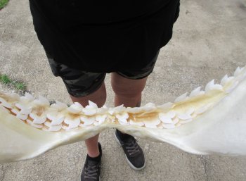 Real Tiger Shark Jaw 18-3/4 inches wide $425 (Signature Required)