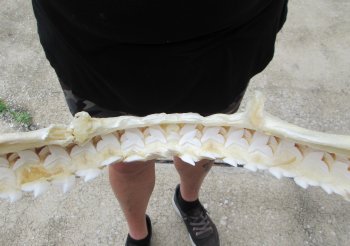 Real Tiger Shark Jaw 18-3/4 inches wide $425 (Signature Required)