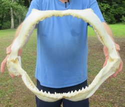 Authentic Blacktip Shark Jaw (Carcharhinus limbatus) 22" x 15-1/2"  $650 (Adult Signature Required)  <font color=red> (NO POST OFFICE (USPS) SHIPPING!!!)</font>