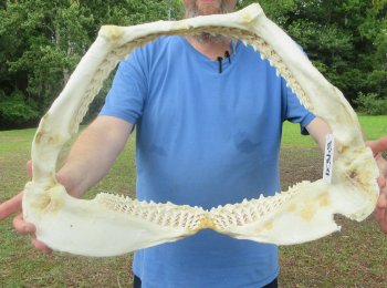 Authentic Blacktip Shark Jaw (Carcharhinus limbatus) 22" x 15-1/2"  $650 (Adult Signature Required)  (NO POST OFFICE (USPS) SHIPPING!!) 