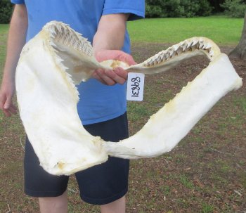 Authentic Blacktip Shark Jaw (Carcharhinus limbatus) 22" x 15-1/2"  $650 (Adult Signature Required)  (NO POST OFFICE (USPS) SHIPPING!!) 