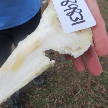 Authentic Blacktip Shark Jaw (Carcharhinus limbatus) 22" x 15-1/2"  $650 (Adult Signature Required)  (NO POST OFFICE (USPS) SHIPPING!!) 