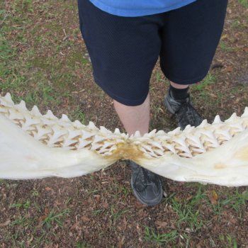 Authentic Blacktip Shark Jaw (Carcharhinus limbatus) 22" x 15-1/2"  $650 (Adult Signature Required)  (NO POST OFFICE (USPS) SHIPPING!!) 