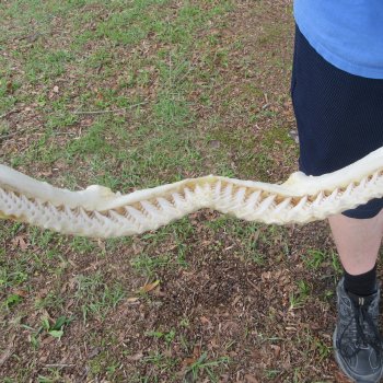 Authentic Blacktip Shark Jaw (Carcharhinus limbatus) 22" x 15-1/2"  $650 (Adult Signature Required)  (NO POST OFFICE (USPS) SHIPPING!!) 