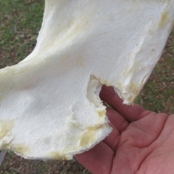 Authentic Blacktip Shark Jaw (Carcharhinus limbatus) 22" x 15-1/2"  $650 (Adult Signature Required)  (NO POST OFFICE (USPS) SHIPPING!!) 