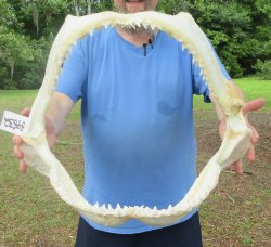 Authentic Blacktip Shark Jaw (Carcharhinus limbatus) 20-1/2" x 16"  $500 (Adult Signature Required)  <font color=red> (NO POST OFFICE (USPS) SHIPPING!!!)</font>