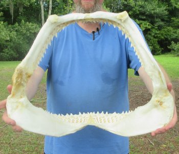 Authentic Blacktip Shark Jaw (Carcharhinus limbatus) 17" x 13"  $375 (Signature Required)