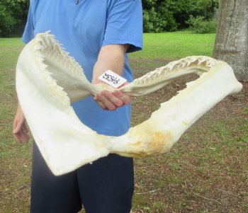 Authentic Blacktip Shark Jaw (Carcharhinus limbatus) 20-1/2" x 16"  $500 (Adult Signature Required)   (NO POST OFFICE (USPS) SHIPPING!!) 
