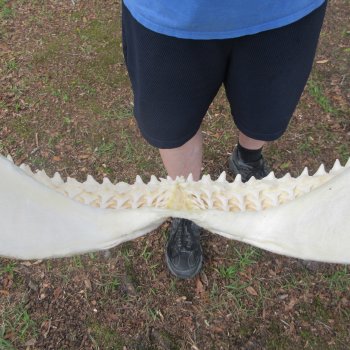 Authentic Blacktip Shark Jaw (Carcharhinus limbatus) 20-1/2" x 16"  $500 (Adult Signature Required)   (NO POST OFFICE (USPS) SHIPPING!!) 