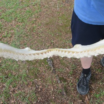 Authentic Blacktip Shark Jaw (Carcharhinus limbatus) 20-1/2" x 16"  $500 (Adult Signature Required)   (NO POST OFFICE (USPS) SHIPPING!!) 