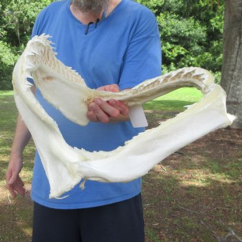 Authentic Blacktip Shark Jaw (Carcharhinus limbatus) 17" x 13"  $375 (Signature Required)