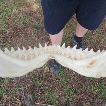 Authentic Blacktip Shark Jaw (Carcharhinus limbatus) 17" x 13"  $375 (Signature Required)